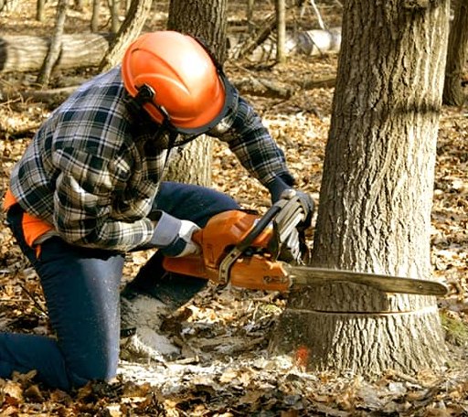 Tree Removal in Jamestown, IN